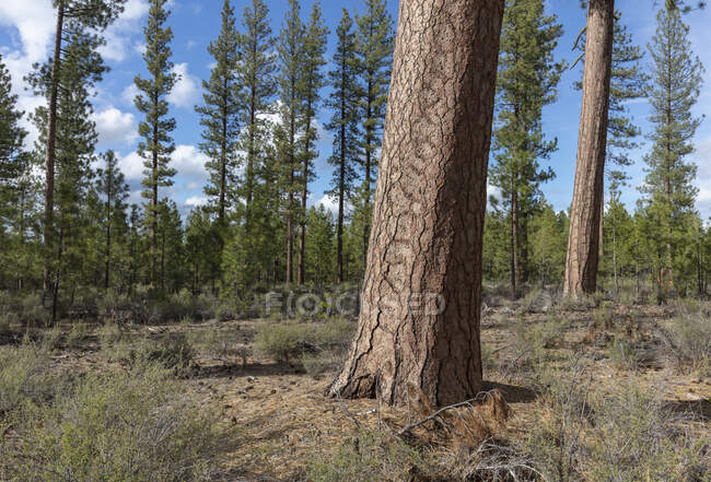 Forêt nationale de Deschutes, Oregon — Photo de stock