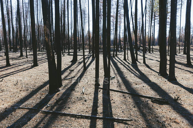 Consequências de um incêndio florestal, troncos de árvores carbonizadas e sombras — Fotografia de Stock