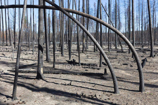 Уничтожен и сожжен лес после обширного лесного пожара, обугленные крученые деревья — стоковое фото
