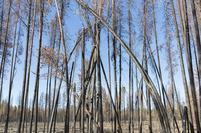 Destroyed and burned forest after extensive wildfire, trees charred and twisted. — Stock Photo