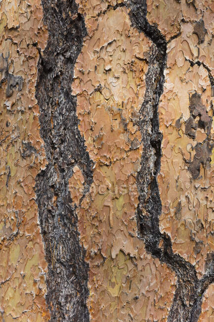 Detail of Ponderosa pine tree bark — Stock Photo