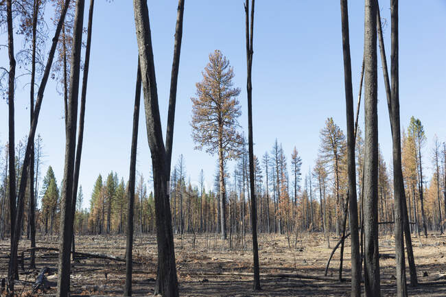 Aftermath of a forest fire, charred tree trunks and shadows — Stock Photo