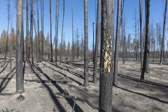 Consecuencias de un incendio forestal, troncos de árboles carbonizados y sombras - foto de stock