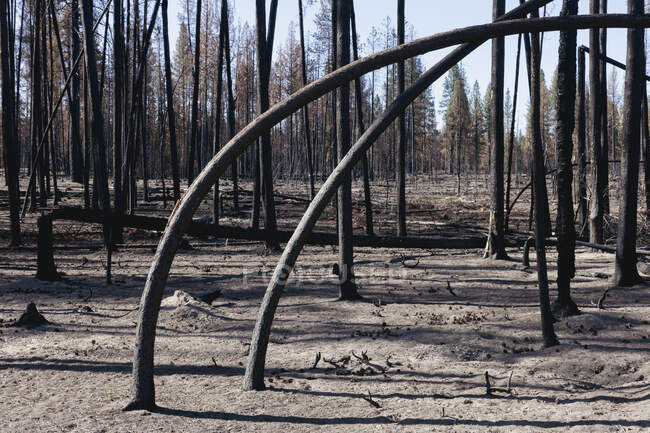 Floresta destruída e queimada após extenso incêndio florestal, árvores torcidas carbonizadas — Fotografia de Stock