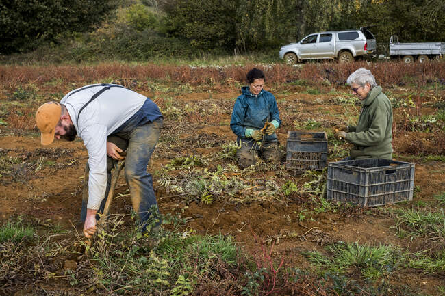Tre contadini in piedi e inginocchiati in un campo a raccogliere pastinache. — Foto stock