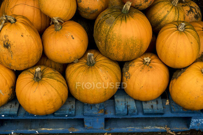 High angle view of freshly picked pumpkins on a blue wooden pallet. — Stock Photo