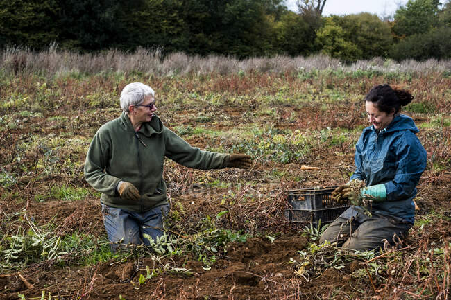 Due contadini inginocchiati in un campo a raccogliere pastinache. — Foto stock