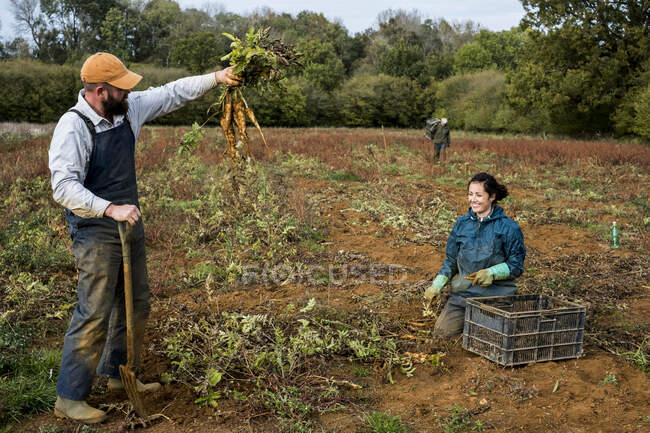 Deux fermiers debout et agenouillés dans un champ, récoltant des panais. — Photo de stock