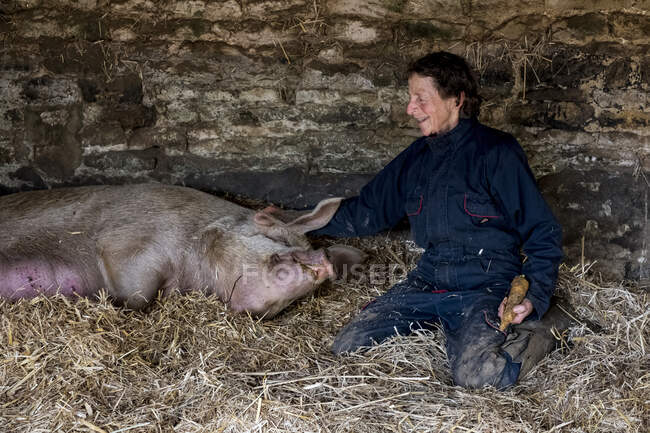 Frau kniet auf Stroh im Schweinestall neben einer Sau mit ihren Ferkeln. — Stockfoto