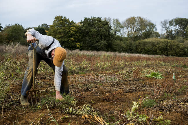 Fermier debout dans un champ, récoltant des panais. — Photo de stock