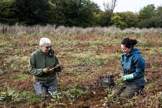 Due contadini inginocchiati in un campo a raccogliere pastinache. — Foto stock