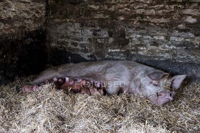 Porca e seus leitões deitados na palha em uma pocilga. — Fotografia de Stock
