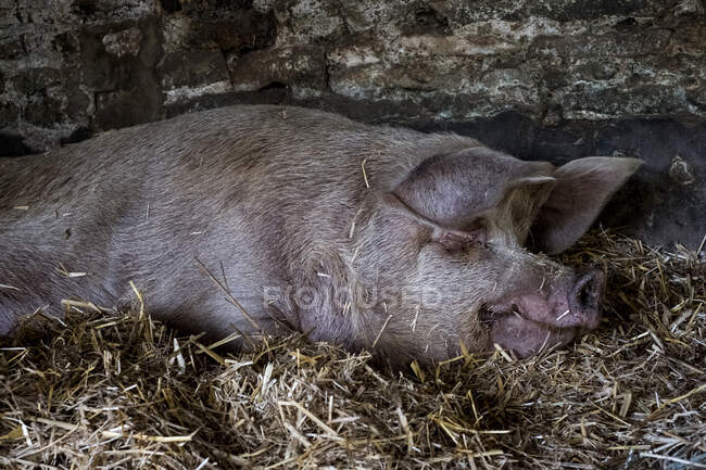 Sow e i suoi maialini sdraiati sulla paglia in un porcile. — Foto stock