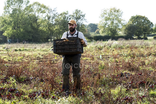 Fermier marchant dans un champ, portant une caisse avec des panais fraîchement cueillis. — Photo de stock