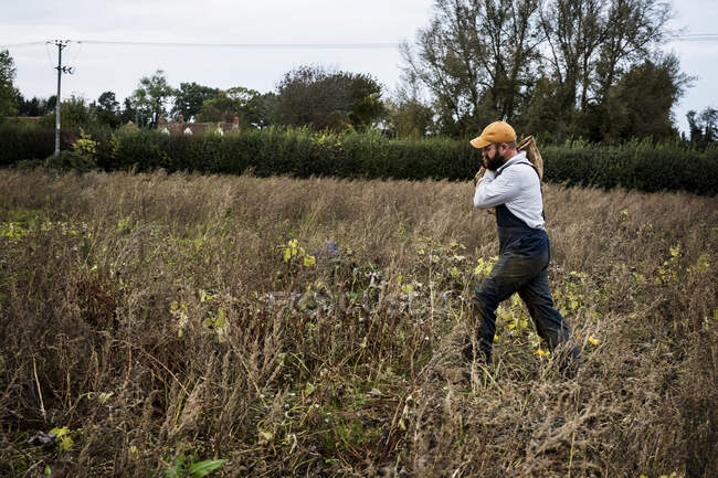 Agricultor caminhando em um campo, levando saco de papel com cabaças recém-colhidas. — Fotografia de Stock