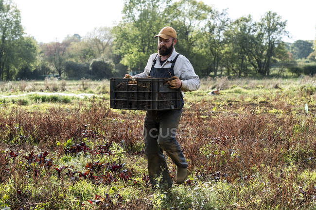 Agricultor caminando en un campo, llevando cajón con chirivías recién recogidos. - foto de stock