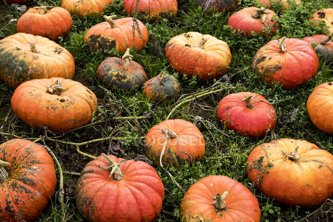 High angle view of freshly picked pumpkins in a field. — Stock Photo
