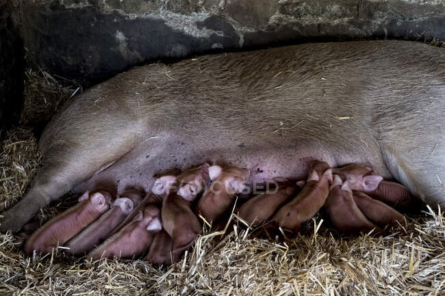 Sow e i suoi maialini sdraiati sulla paglia in un porcile. — Foto stock