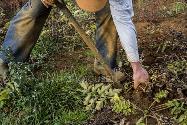 Großaufnahme eines Bauern, der auf einem Feld steht und Pastinaken erntet. — Stockfoto