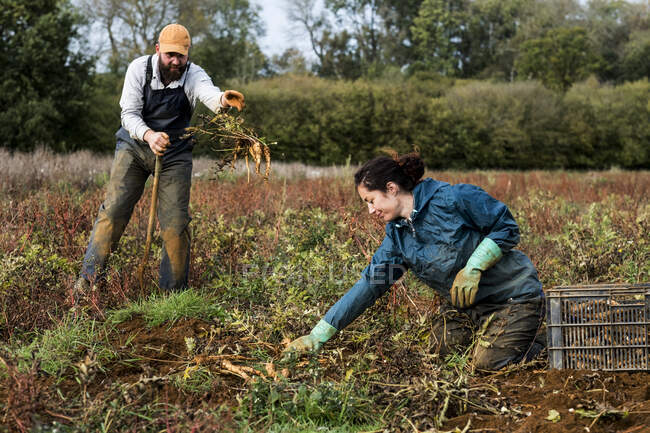 Two farmers standing and kneeling in a field, harvesting parsnips. — Stock Photo