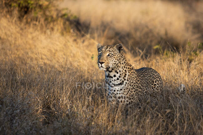 Um leopardo, Panthera pardus, de pé em relva seca alta, olhando para fora do quadro — Fotografia de Stock