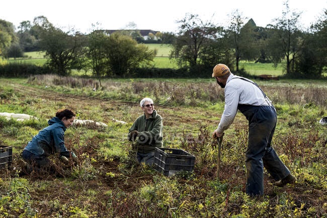Three farmers standing and kneeling in a field, harvesting parsnips. — Stock Photo