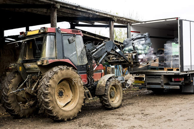 Tracteur chargeant des palettes de légumes fraîchement cueillis dans un camion. — Photo de stock