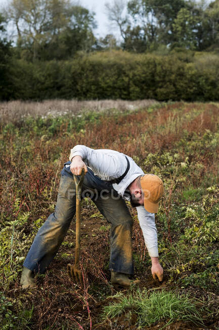 Agricultor parado en un campo, cosechando chirivías. - foto de stock
