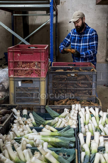 Agricoltore in un fienile imballaggio porri appena raccolti e ortaggi a radice in casse. — Foto stock