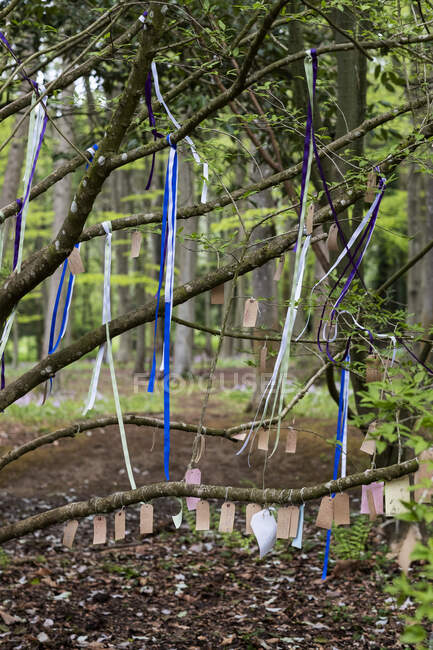 Nastri su un albero, decorazioni per una cerimonia di denominazione del bosco. — Foto stock