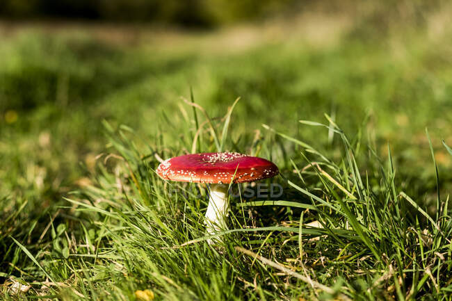 Close up of a toadstool growing in a field. — Stock Photo