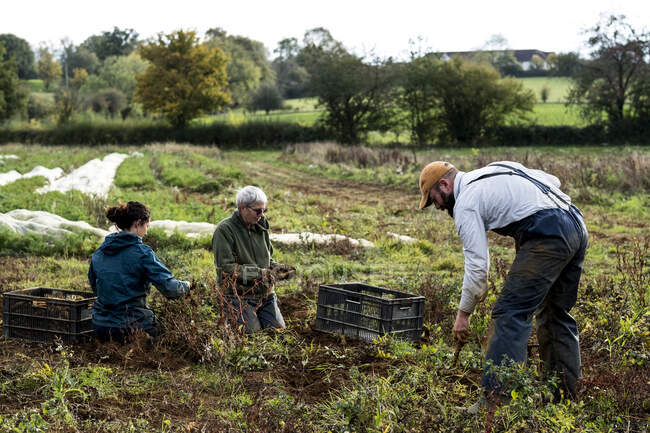 Tre contadini in piedi e inginocchiati in un campo a raccogliere pastinache. — Foto stock