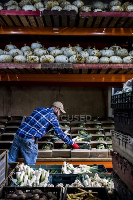 Fermier debout dans une grange, triant les produits fraîchement cueillis dans des boîtes de légumes. — Photo de stock