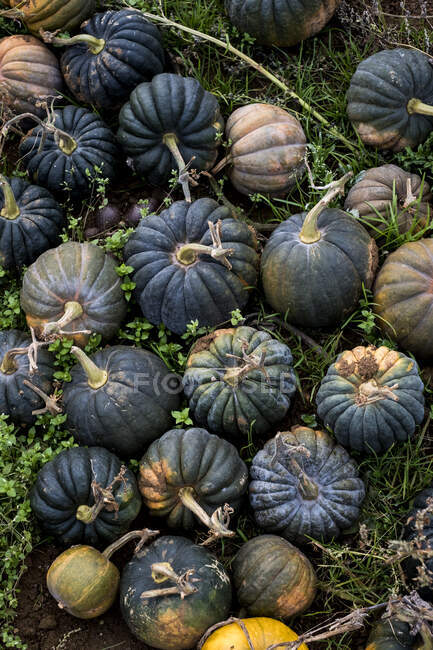 High angle view of freshly picked green gourds in a field. — Stock Photo