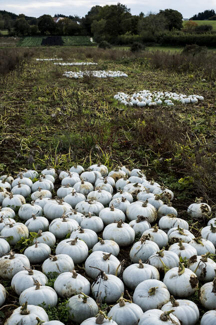 High angle view of freshly picked white gourds in a field. — Stock Photo
