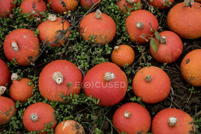 Vue grand angle de citrouilles fraîchement cueillies dans un champ. — Photo de stock