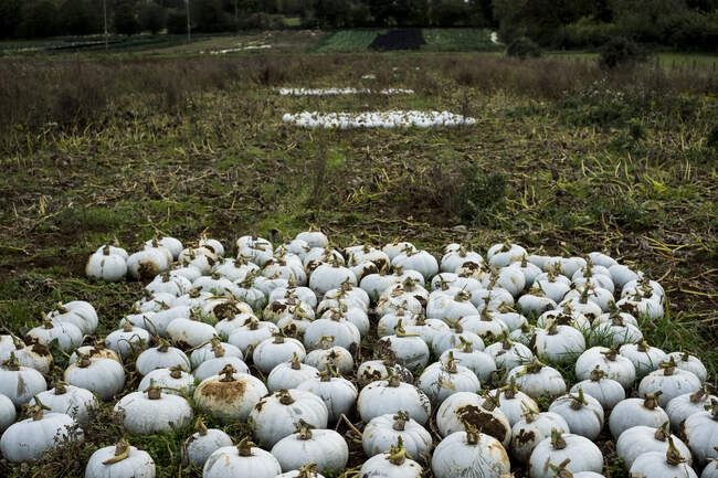 High angle view of freshly picked white gourds in a field. — Stock Photo