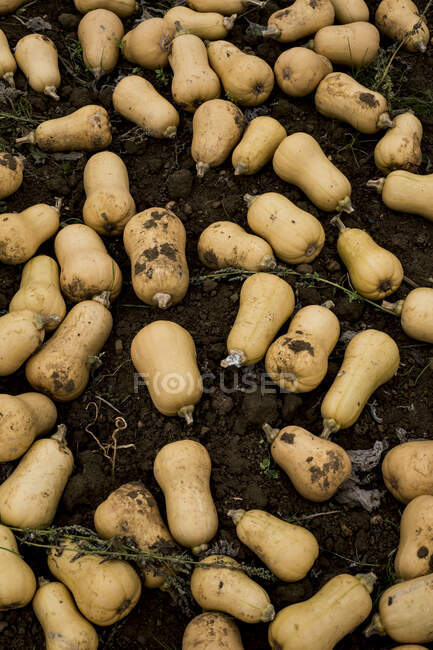 High angle view of freshly picked butternut squashes in a field. — Stock Photo