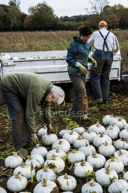 Tres trabajadores de pie en un campo, cargando calabazas blancas recién recogidas en un camión. - foto de stock