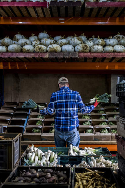 Fermier debout dans une grange, triant les produits fraîchement cueillis dans des boîtes de légumes. — Photo de stock