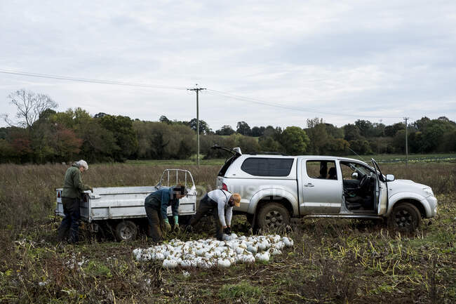 Tre operai in piedi in un campo, caricando zucche bianche appena raccolte su un camion. — Foto stock