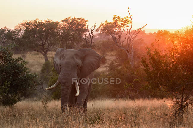 Um elefante, Loxodonta africana, caminhando por uma clareira gramada ao pôr-do-sol — Fotografia de Stock