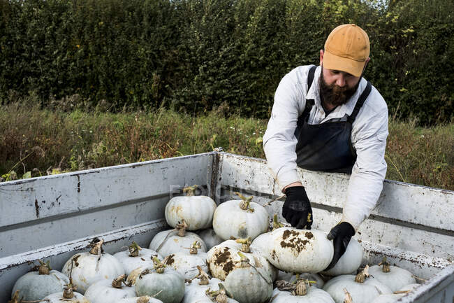 Agricoltore in piedi in un campo, caricando zucche bianche appena raccolte su un pick-up. — Foto stock