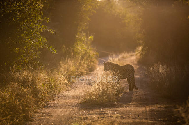 Un léopard, Panthera pardus, debout dans un chemin de terre à deux pistes, rétro-éclairé, au coucher du soleil — Photo de stock
