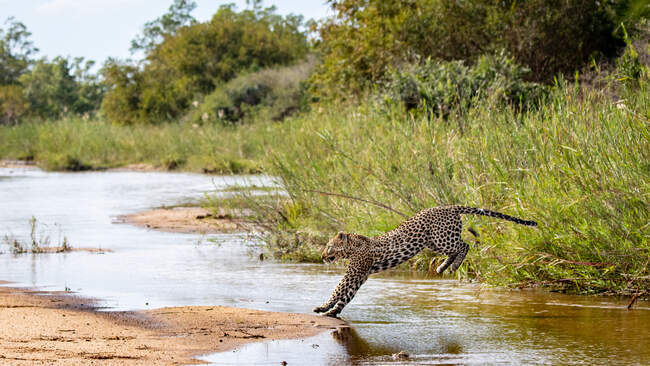 Леопард Пантера пардус перестрибує через річку. — стокове фото