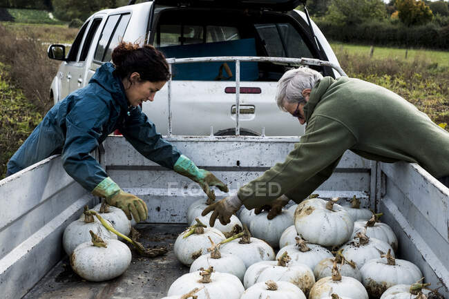 Due agricoltori che caricano zucche bianche appena raccolte su un camion. — Foto stock