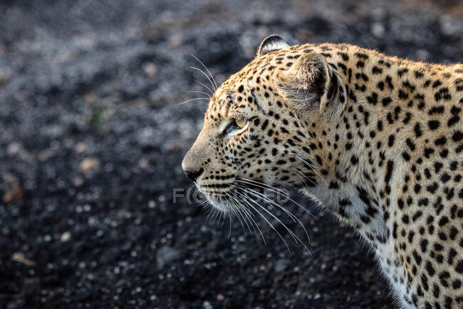 Le profil latéral d'un léopard, Panthera pardus sur un fond sombre — Photo de stock