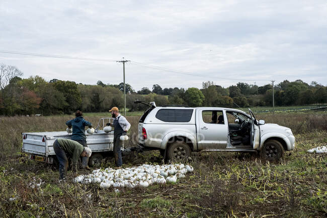 Trois ouvriers debout dans un champ, chargeant des gourdes blanches fraîchement cueillies sur un camion. — Photo de stock