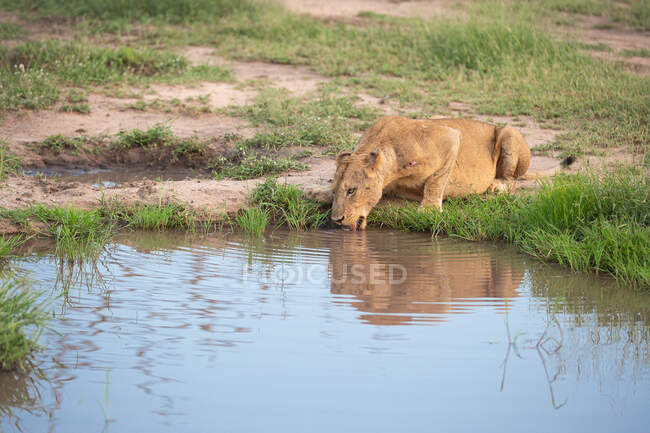 Um leão fêmea, Panthera leo, agachado para beber de um poço — Fotografia de Stock