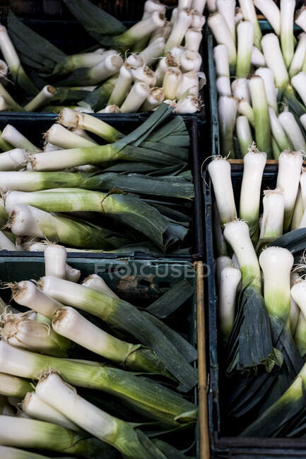 High angle close up of bunches of freshly picked leeks. — Stock Photo